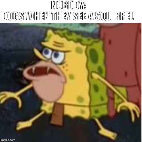 NOBODY:
DOGS WHEN THEY SEE A SQUIRREL | made w/ Imgflip meme maker