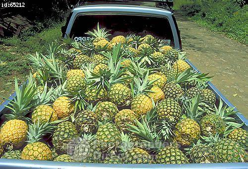 High Quality Truck Full Of Pinapples Blank Meme Template