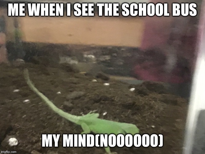 ME WHEN I SEE THE SCHOOL BUS; MY MIND(NOOOOOO) | image tagged in school | made w/ Imgflip meme maker
