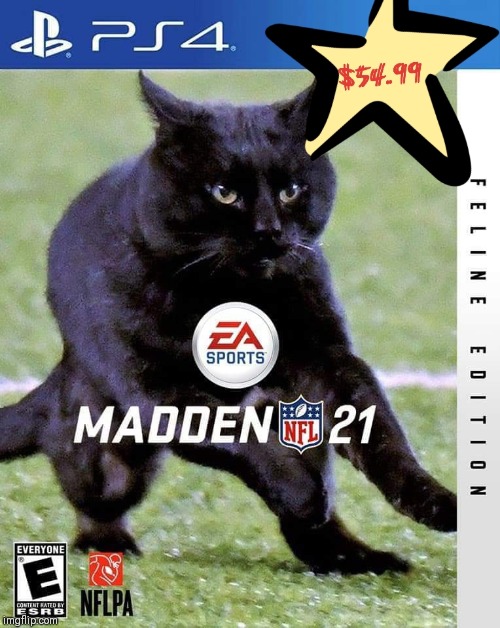 MADDEN CURSE | image tagged in nfl memes,black lives matter,black cat | made w/ Imgflip meme maker