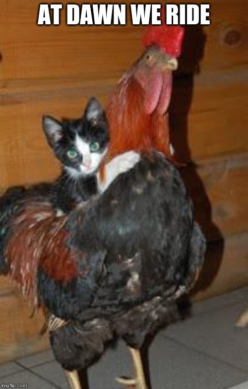 Kitten on Chicken | AT DAWN WE RIDE | image tagged in kitten on chicken | made w/ Imgflip meme maker