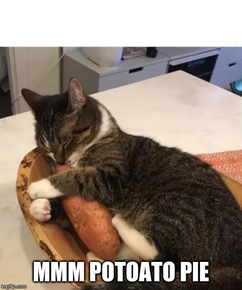 Cat hugging sweet potato | MMM POTOATO PIE | image tagged in cat hugging sweet potato | made w/ Imgflip meme maker