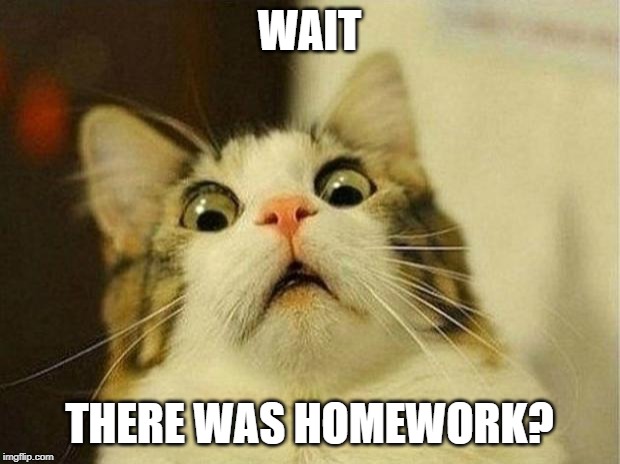 Scared Cat | WAIT; THERE WAS HOMEWORK? | image tagged in memes,scared cat | made w/ Imgflip meme maker