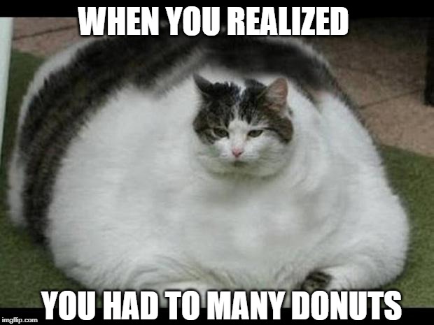 fat cat 2 | WHEN YOU REALIZED; YOU HAD TO MANY DONUTS | image tagged in fat cat 2 | made w/ Imgflip meme maker