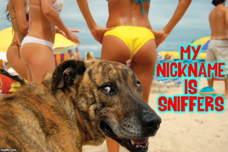 Yeah, Buddy! | MY NICKNAME IS SNIFFERS | image tagged in vince vance,dogs,horny,funny animal meme,nice ass,buns | made w/ Imgflip meme maker