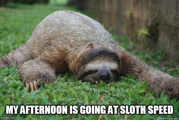 Sleeping sloth |  MY AFTERNOON IS GOING AT SLOTH SPEED | image tagged in sleeping sloth | made w/ Imgflip meme maker