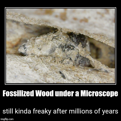 Fossil wood bug | image tagged in funny,demotivationals | made w/ Imgflip demotivational maker