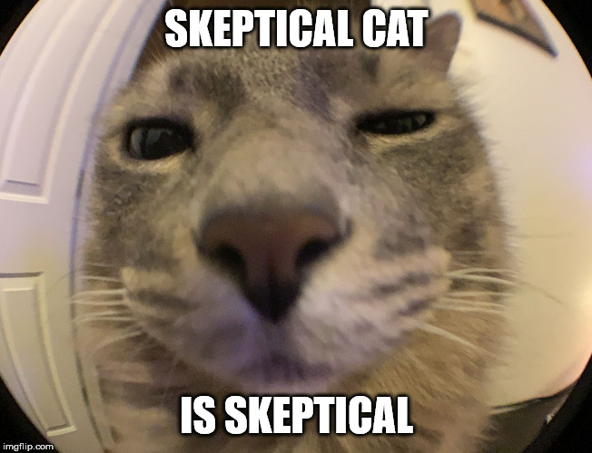 Skeptical Cat | SKEPTICAL CAT; IS SKEPTICAL | image tagged in skeptical cat | made w/ Imgflip meme maker
