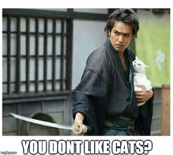 WHAT? | YOU DONT LIKE CATS? | image tagged in cats,funny cats | made w/ Imgflip meme maker