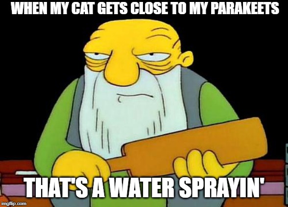 That's a paddlin' Meme | WHEN MY CAT GETS CLOSE TO MY PARAKEETS; THAT'S A WATER SPRAYIN' | image tagged in memes,that's a paddlin' | made w/ Imgflip meme maker