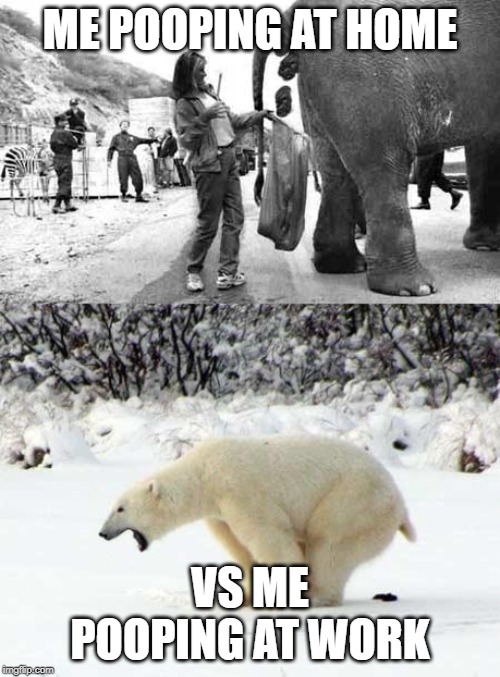 ME POOPING AT HOME; VS ME POOPING AT WORK | image tagged in polar bear shits in the snow,elephant poop bad day | made w/ Imgflip meme maker