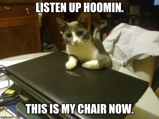 Listen up human | LISTEN UP HOOMIN. THIS IS MY CHAIR NOW. | image tagged in listen up human | made w/ Imgflip meme maker
