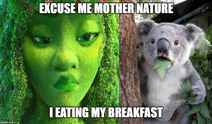 Mother nature | EXCUSE ME MOTHER NATURE; I EATING MY BREAKFAST | image tagged in memes,surprised koala | made w/ Imgflip meme maker