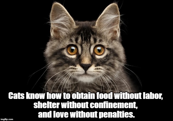 Cats know | Cats know how to obtain food without labor, 
shelter without confinement, 
and love without penalties. | image tagged in cat | made w/ Imgflip meme maker
