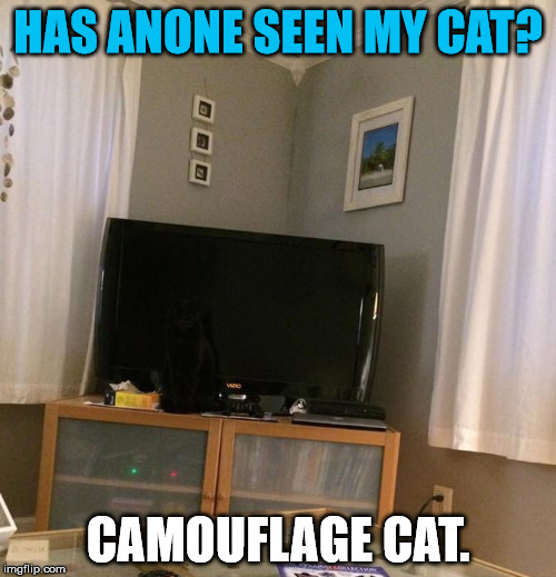 Have you seen this? | HAS ANONE SEEN MY CAT? CAMOUFLAGE CAT. | image tagged in cat,camouflage,hidden | made w/ Imgflip meme maker