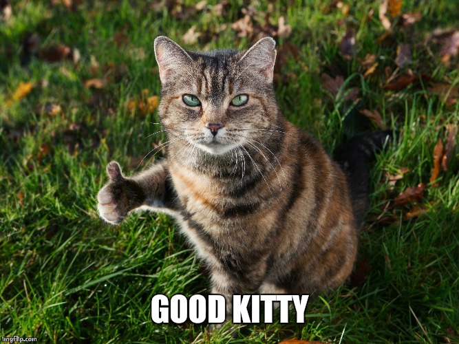 THUMBS UP CAT | GOOD KITTY | image tagged in thumbs up cat | made w/ Imgflip meme maker