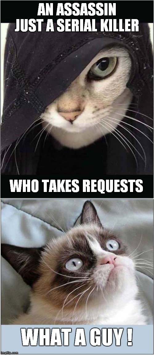 Grumpys Admiration | AN ASSASSIN JUST A SERIAL KILLER; WHO TAKES REQUESTS; WHAT A GUY ! | image tagged in fun,cats,grumpy cat | made w/ Imgflip meme maker
