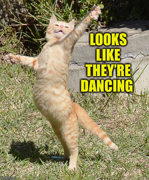 Dancing cat | LOOKS LIKE THEY’RE DANCING | image tagged in dancing cat | made w/ Imgflip meme maker