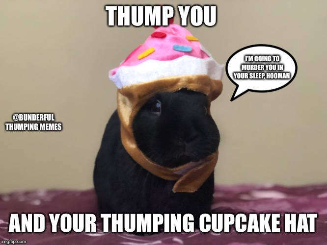 THUMP YOU; I’M GOING TO MURDER YOU IN YOUR SLEEP, HOOMAN; @BUNDERFUL THUMPING MEMES; AND YOUR THUMPING CUPCAKE HAT | image tagged in bunny,rabbit | made w/ Imgflip meme maker