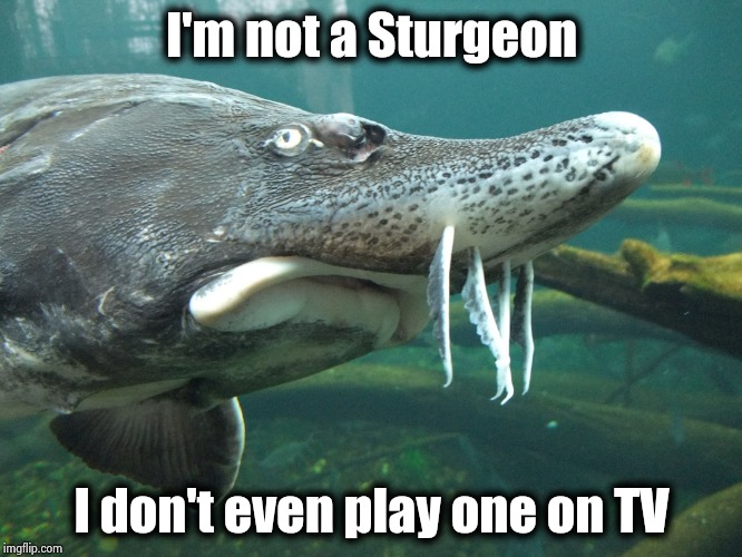 Sturgeon's Warning | I'm not a Sturgeon I don't even play one on TV | image tagged in sturgeon's warning | made w/ Imgflip meme maker