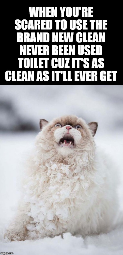 scared cat winter version | WHEN YOU'RE SCARED TO USE THE BRAND NEW CLEAN NEVER BEEN USED TOILET CUZ IT'S AS CLEAN AS IT'LL EVER GET | image tagged in scared cat winter version | made w/ Imgflip meme maker