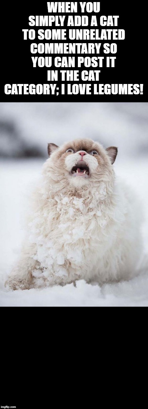 scared cat winter version | WHEN YOU SIMPLY ADD A CAT TO SOME UNRELATED COMMENTARY SO YOU CAN POST IT IN THE CAT CATEGORY; I LOVE LEGUMES! | image tagged in scared cat winter version | made w/ Imgflip meme maker