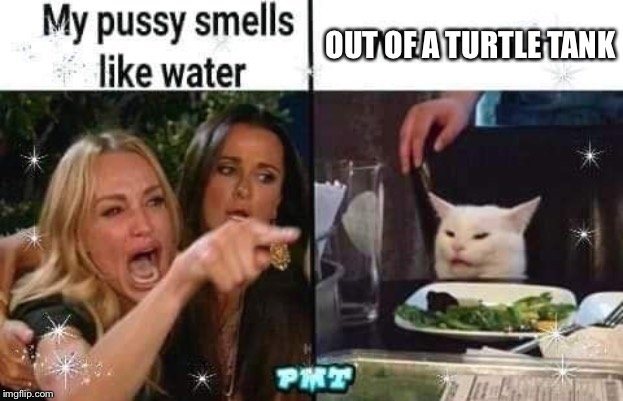 OUT OF A TURTLE TANK | image tagged in woman yelling at cat | made w/ Imgflip meme maker