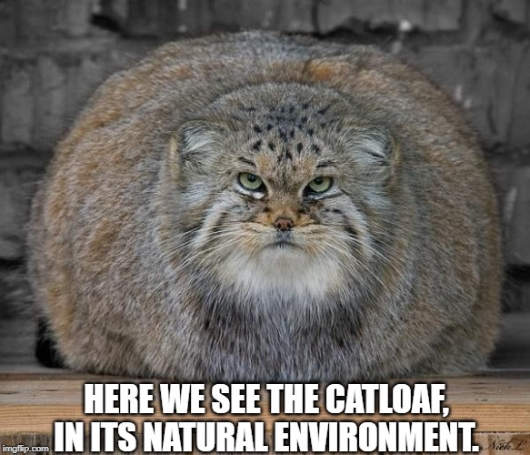 Fat Cats Exercise | HERE WE SEE THE CATLOAF, IN ITS NATURAL ENVIRONMENT. | image tagged in fat cats exercise | made w/ Imgflip meme maker