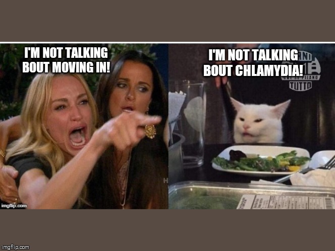 white cat table | I'M NOT TALKING BOUT MOVING IN! I'M NOT TALKING BOUT CHLAMYDIA! | image tagged in white cat table | made w/ Imgflip meme maker