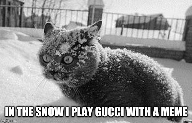 so much cocaine cat | IN THE SNOW I PLAY GUCCI WITH A MEME | image tagged in so much cocaine cat | made w/ Imgflip meme maker