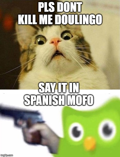 say it in spanish | PLS DONT KILL ME DOULINGO; SAY IT IN SPANISH MOFO | image tagged in memes,scared cat,duolingo gun,funny,duolingo | made w/ Imgflip meme maker