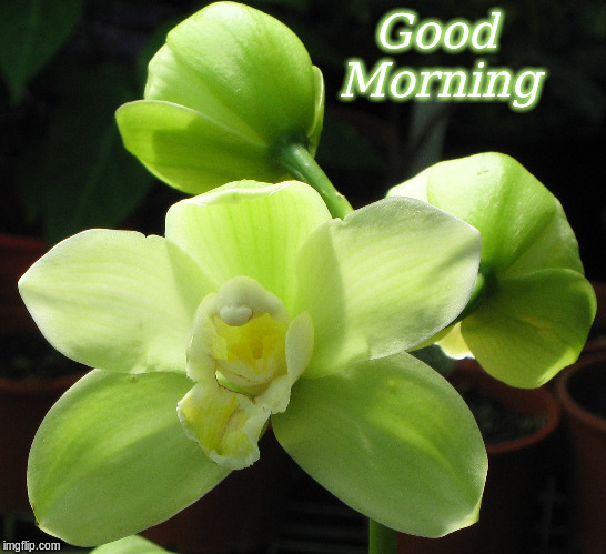 Good Morning | Good       
Morning | image tagged in memes,good morning,flowers,good morning flowers | made w/ Imgflip meme maker
