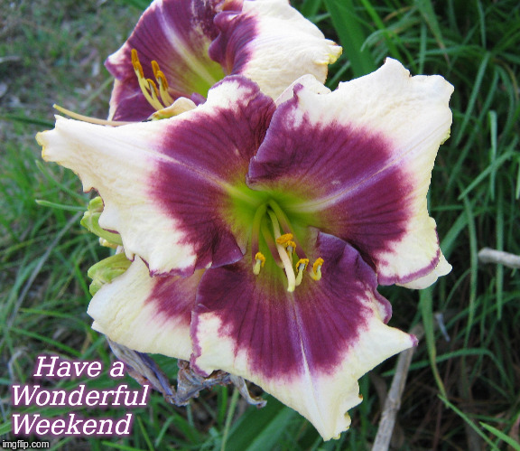 Have a Wonderful Weekend |  Have a 
Wonderful
Weekend | image tagged in memes,flowers,good morning,good morning flowers | made w/ Imgflip meme maker