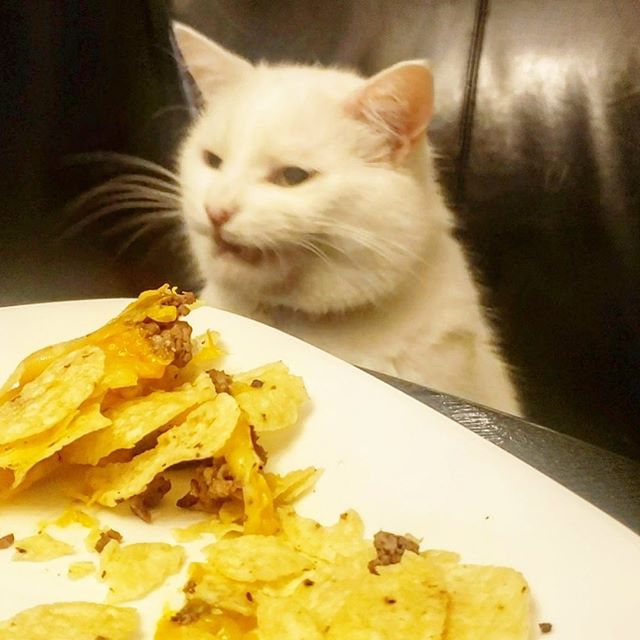 High Quality Smudge the Cat w/ plate of tacos Blank Meme Template