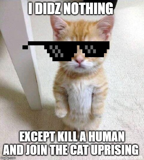 Cute Cat Meme | I DIDZ NOTHING; EXCEPT KILL A HUMAN AND JOIN THE CAT UPRISING | image tagged in memes,cute cat | made w/ Imgflip meme maker