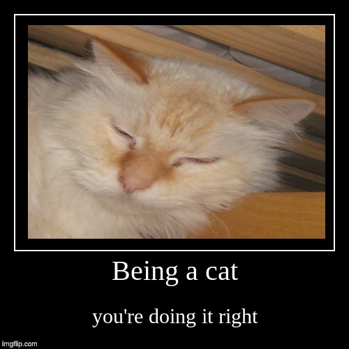 image tagged in funny,demotivationals,rip my cat | made w/ Imgflip demotivational maker