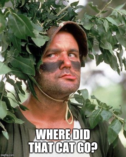 Bill Murray camouflaged | WHERE DID THAT CAT GO? | image tagged in bill murray camouflaged | made w/ Imgflip meme maker