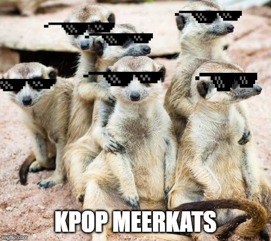 Meerkats pose... | KPOP MEERKATS | image tagged in the boys | made w/ Imgflip meme maker