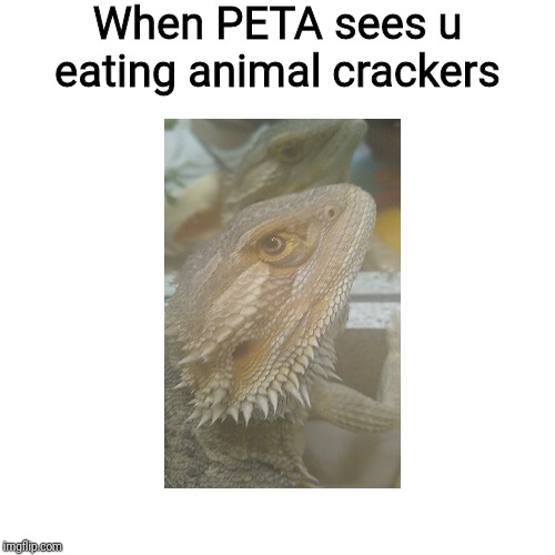 Pissed Lizard | When PETA sees u eating animal crackers | image tagged in new memes | made w/ Imgflip meme maker