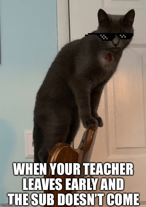 Suspicious cat | WHEN YOUR TEACHER LEAVES EARLY AND THE SUB DOESN’T COME | image tagged in suspicious cat | made w/ Imgflip meme maker