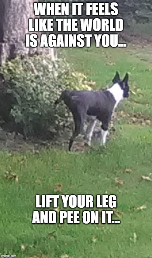 Lippy the Boston |  WHEN IT FEELS LIKE THE WORLD IS AGAINST YOU... LIFT YOUR LEG AND PEE ON IT... | image tagged in boston terrier,dogs | made w/ Imgflip meme maker