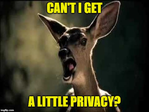Deer Scream | CAN'T I GET A LITTLE PRIVACY? | image tagged in deer scream | made w/ Imgflip meme maker