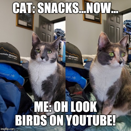 CAT: SNACKS...NOW... ME: OH LOOK BIRDS ON YOUTUBE! | image tagged in cats,funny cats,cat memes,funny cat memes | made w/ Imgflip meme maker