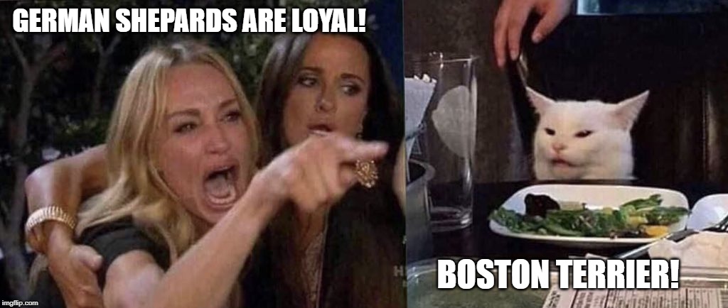 woman yelling at cat | GERMAN SHEPARDS ARE LOYAL! BOSTON TERRIER! | image tagged in woman yelling at cat | made w/ Imgflip meme maker