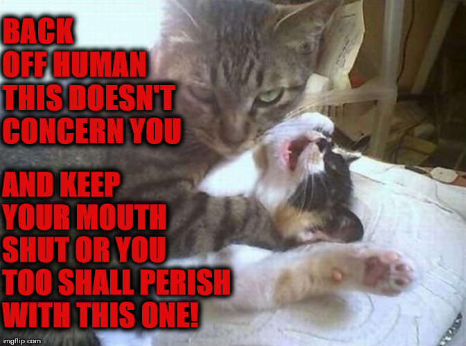 BACK OFF | BACK OFF HUMAN THIS DOESN'T CONCERN YOU; AND KEEP YOUR MOUTH SHUT OR YOU TOO SHALL PERISH WITH THIS ONE! | image tagged in back off | made w/ Imgflip meme maker