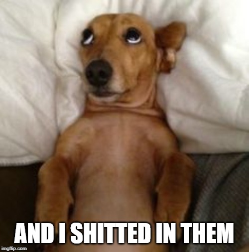 Dog In Bed | AND I SHITTED IN THEM | image tagged in dog in bed | made w/ Imgflip meme maker