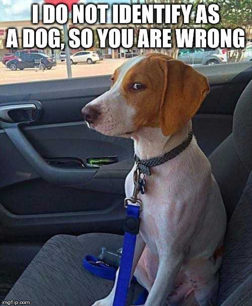 car dog | I DO NOT IDENTIFY AS A DOG, SO YOU ARE WRONG | image tagged in car dog | made w/ Imgflip meme maker