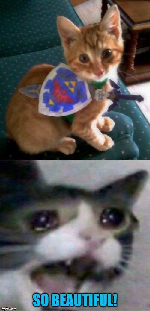 Only Zelda fans will understand the beauty of this photo. | SO BEAUTIFUL! | image tagged in crying cat,link,the legend of zelda | made w/ Imgflip meme maker