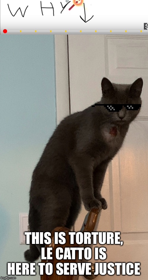 THIS IS TORTURE, LE CATTO IS HERE TO SERVE JUSTICE | image tagged in cats,annoying advertising | made w/ Imgflip meme maker