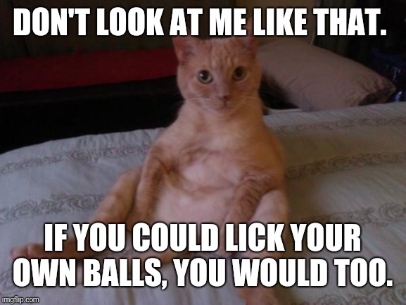 Chester The Cat | DON'T LOOK AT ME LIKE THAT. IF YOU COULD LICK YOUR OWN BALLS, YOU WOULD TOO. | image tagged in memes,chester the cat | made w/ Imgflip meme maker